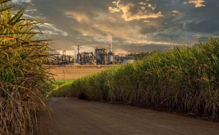 Goiás deverá moer 79 milhões de toneladas de cana na safra 2024-2025