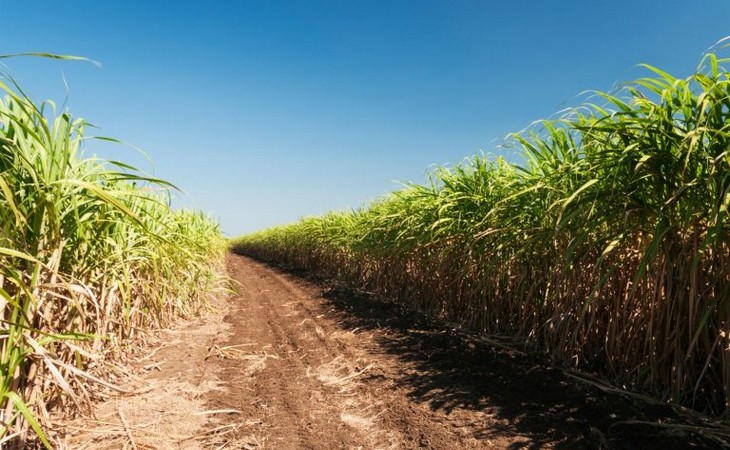 Produção de açúcar da Índia cai 1,2% no acumulado da safra, diz associação
