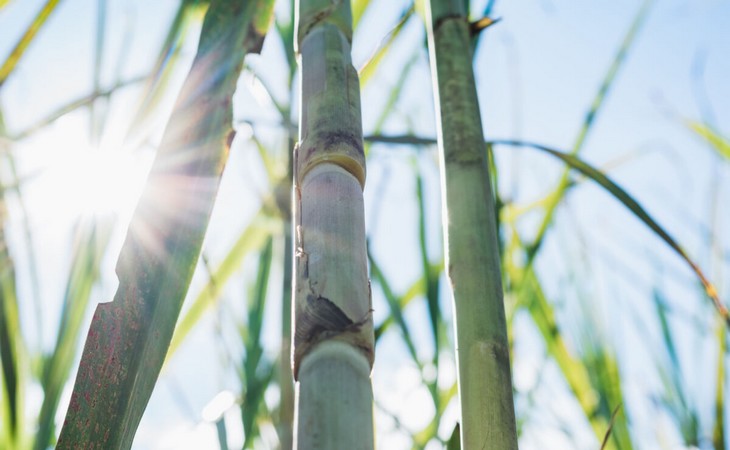 Indonésia planeja aumentar plantio de cana-de-açúcar na região de Papua