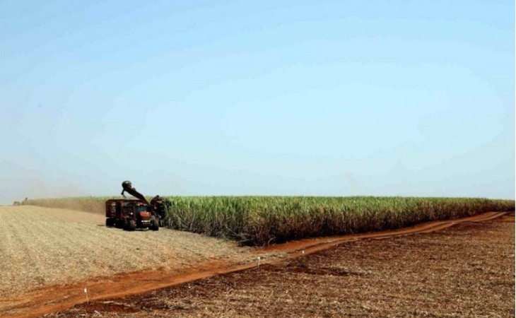 Safra da cana-de-açúcar deve aumentar 16,8% no País, segundo a Conab