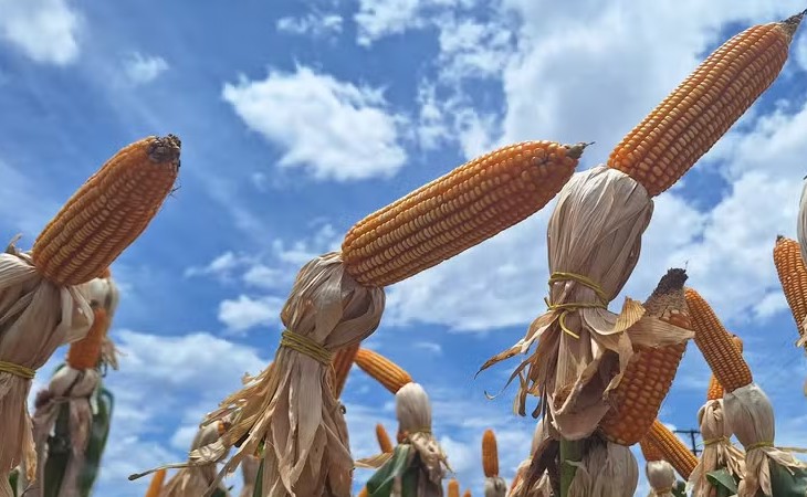 Preços do milho caem para os níveis de outubro de 2023, informa Cepea