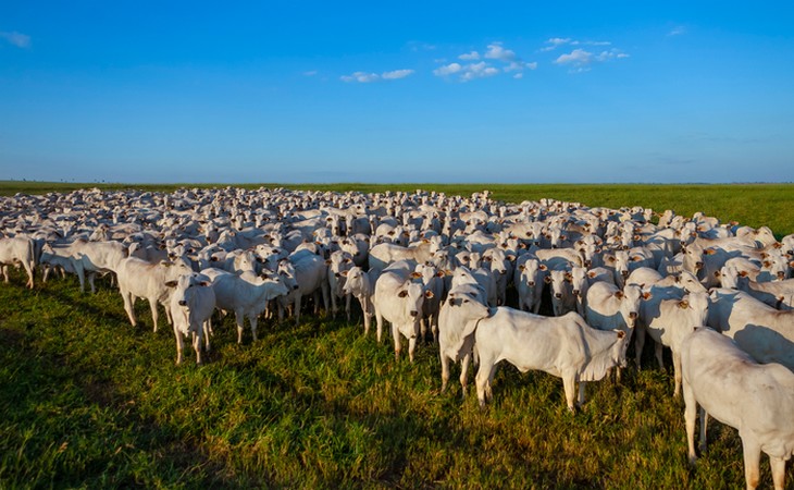 Brasil se fortalece no cenário agropecuário global, diz secretário do Mapa
