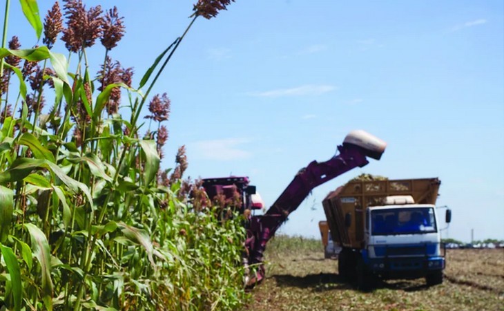 Produção de etanol a partir do sorgo avança