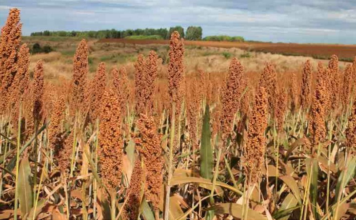 Sorgo amplia espaço como matéria-prima para fabricação de etanol