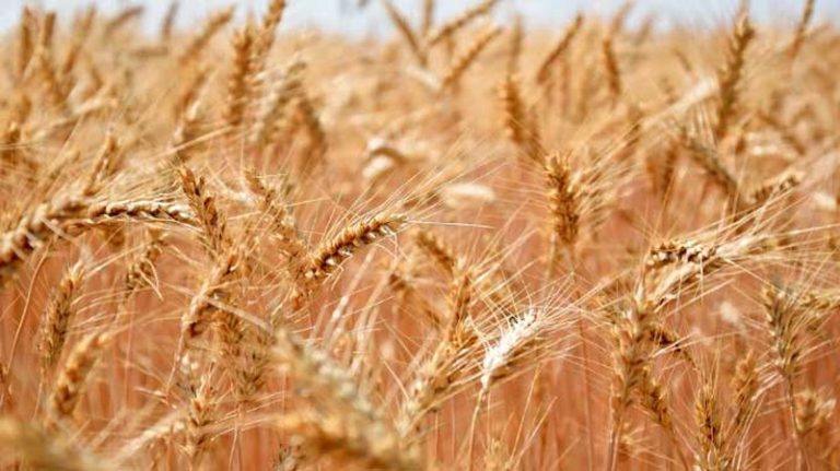 Usina de etanol de trigo recebe licença de operação no Rio Grande do Sul