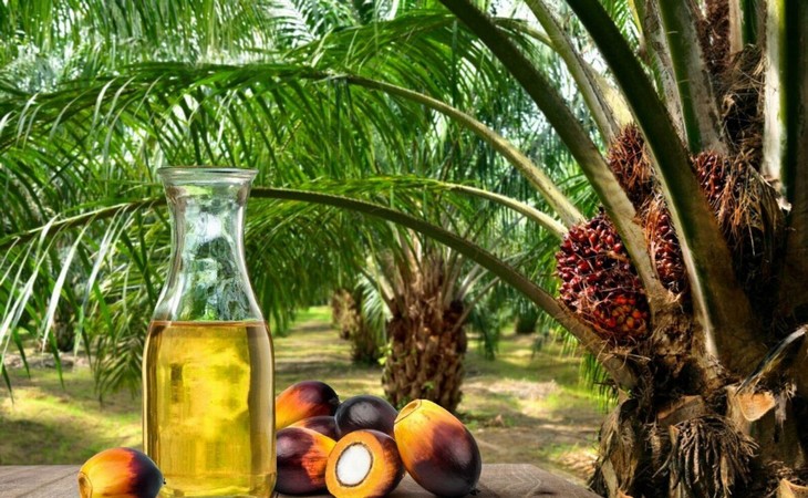 Indonésia Abre 600 Mil Hectares Para Expandir Produção de Óleo de Palma