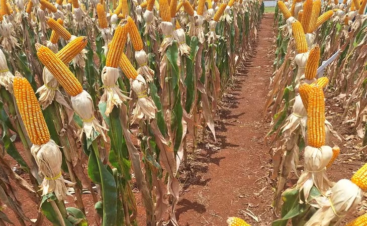 Enquanto RS submerge, seca reduz safra de milho no Centro-Norte do Brasil, diz EarthDaily