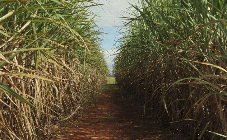 Calor excessivo coloca setor da cana-de-açúcar em alerta no Brasil