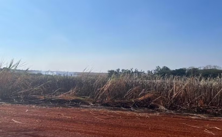 Incêndio atinge viveiros e lavouras de cana em instituto de pesquisa em SP