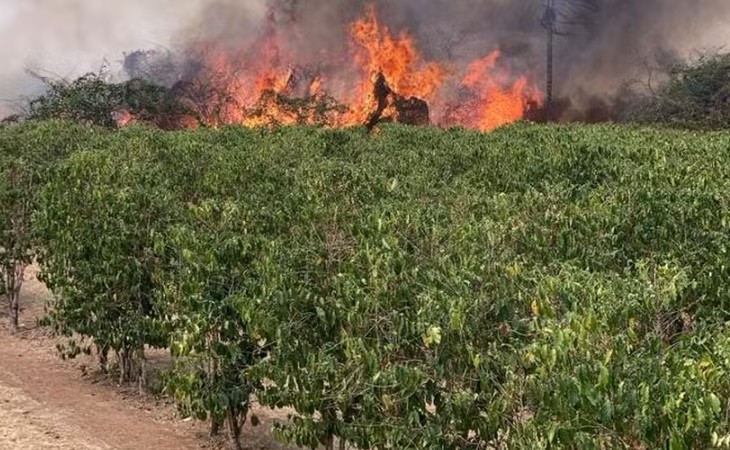 Fogo se alastra de áreas de mata e de cana para cafezais em São Paulo