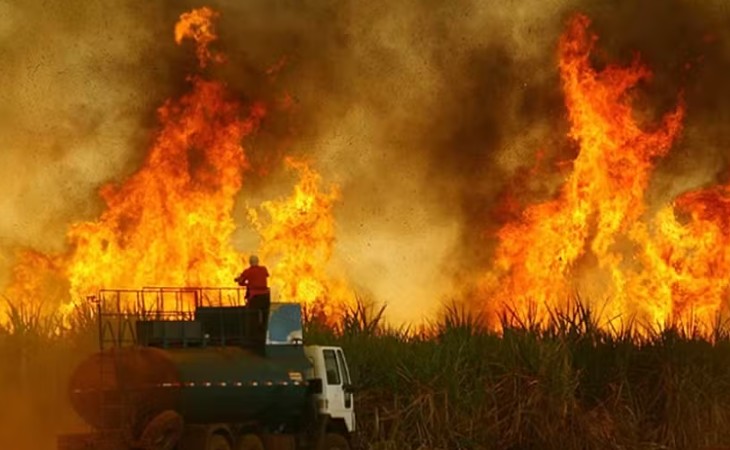 Incêndios deste ano em SP são risco também para safras futuras de cana