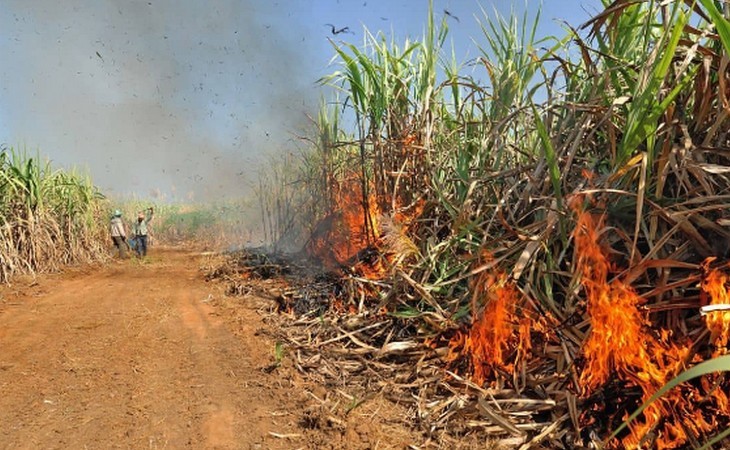 Incêndios e seca faz chover incertezas para safras de açúcar e etanol; ‘Perdas podem superar 470 mil toneladas’