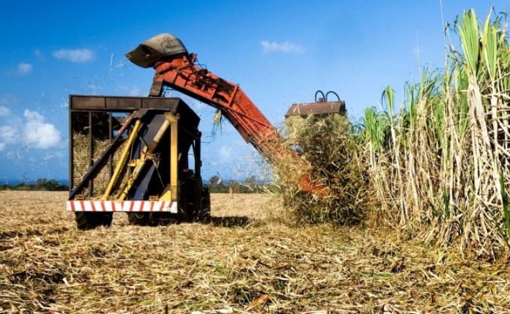 Safra de cana-de-açúcar enfrenta déficit hídrico e prejuízos bilionários em São Paulo e Mato Grosso