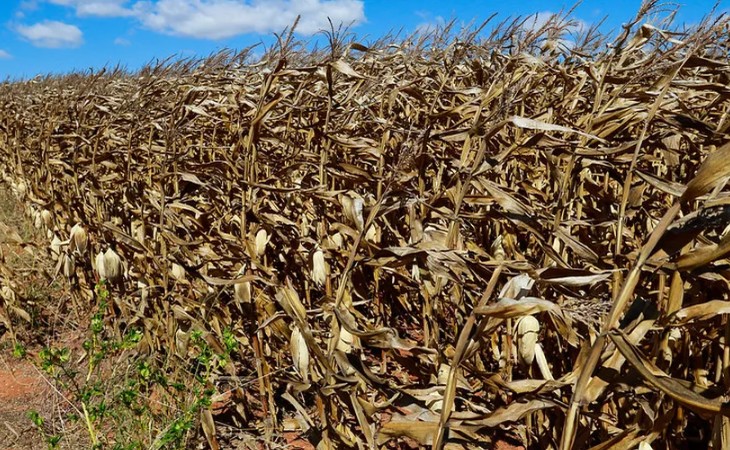 Mato Grosso corre o risco de perder janela ideal para plantio de milho