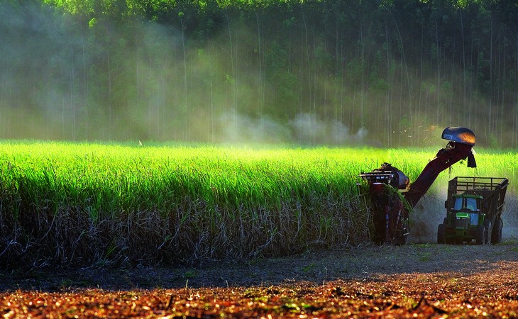 Chuvas atrapalham colheita e moagem de cana cai 21,62%