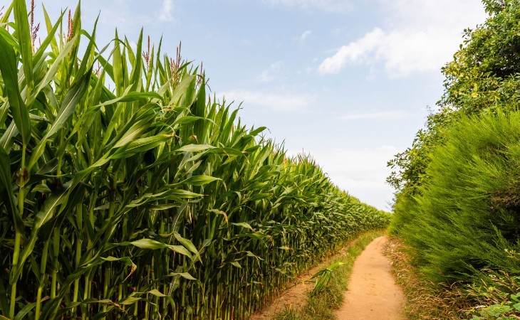 Síndrome da murcha da cana ameaça produtividade em 30% das áreas cultivadas no Brasil