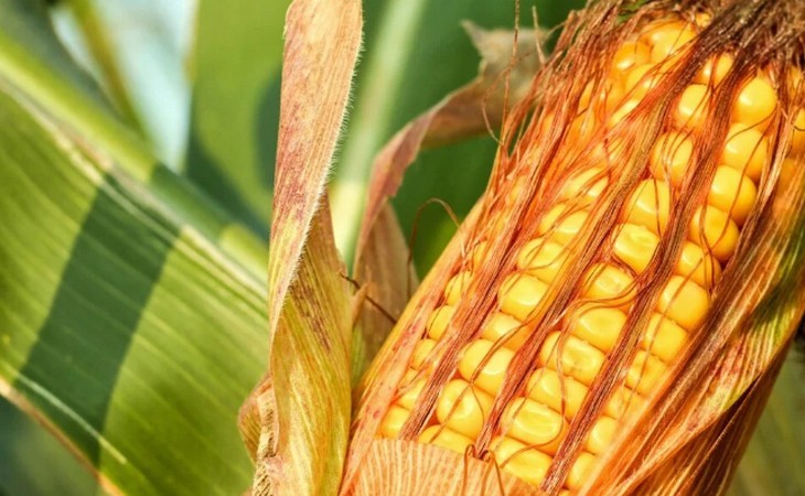 Irã lidera compras de milho do Brasil e guerra com EUA já mexe com preços de soja, fertilizantes e açúcar