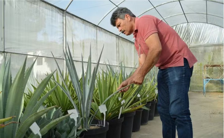 Iniciativa para uso do agave no Semiárido Baiano avança