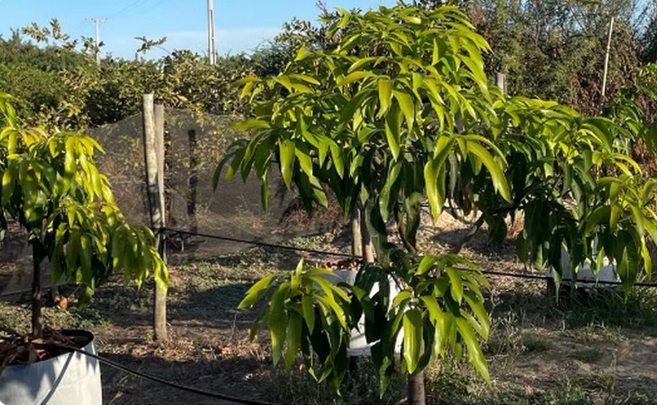 Estudo aponta que adubo líquido reduz em até 57% perda de potássio no solo