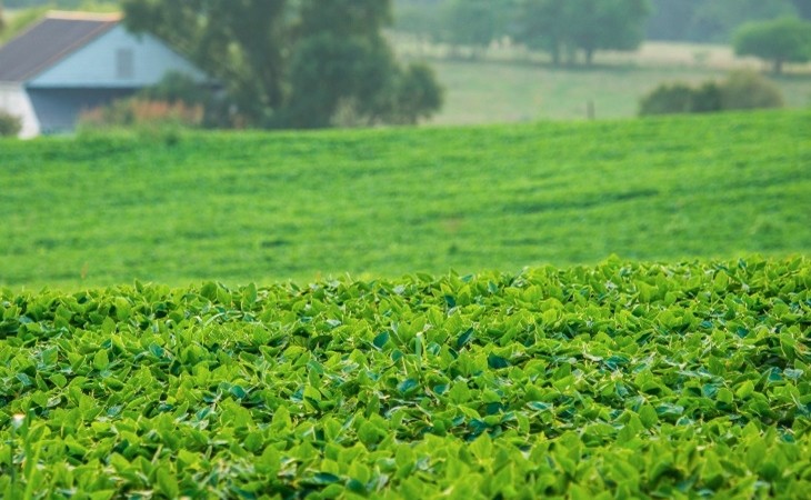 Fertilizantes: não existe caro ou barato
