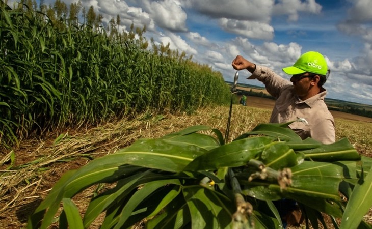 Fertilizantes: como aplicar os 4Cs para elevar a produtividade e proteger o solo