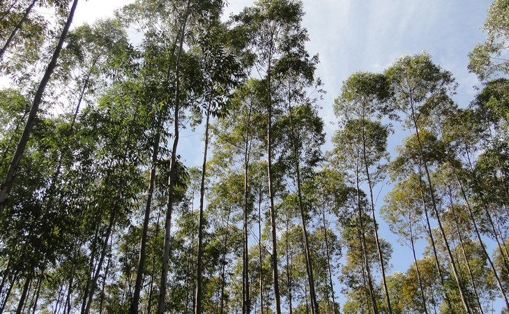Expansão de usinas de etanol de milho pressiona demanda por florestas plantadas em Mato Grosso