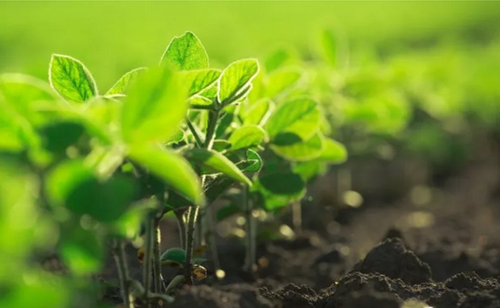 Índice de Poder de Compra de Fertilizantes indica preços acessíveis ao produtor