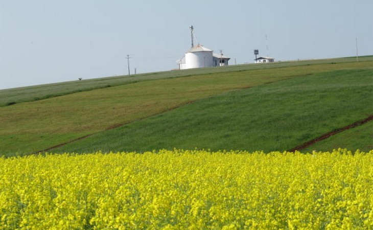 Indústrias de biodiesel impulsionam cultivo de canola