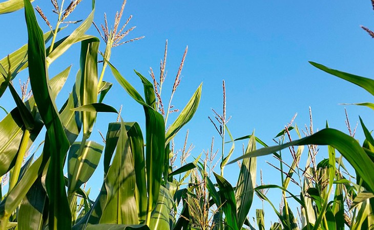 Novo centro voltado para pesquisa sobre etanol quer incentivar produção de milho em São Paulo