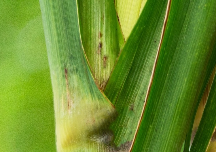 Safra recorde pressiona açúcar e empurra usinas para o etanol