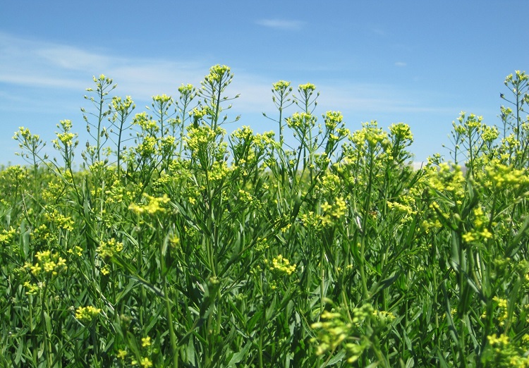 Bayer e bp apostam na camelina para impulsionar nova geração de biocombustíveis