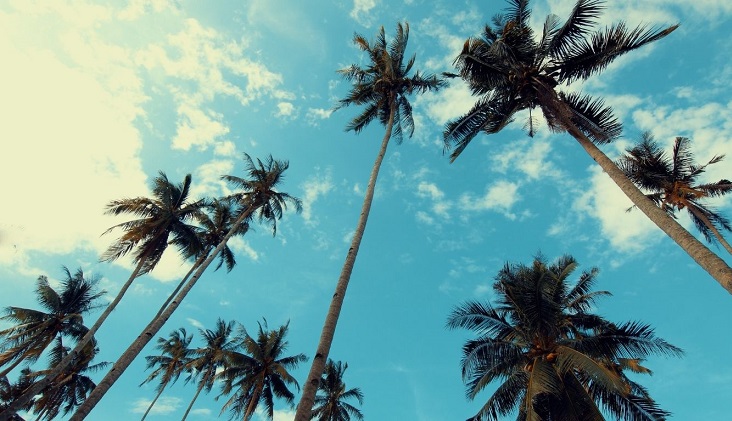 Acelen acelera projeto bilionário de SAF e HVO na Bahia