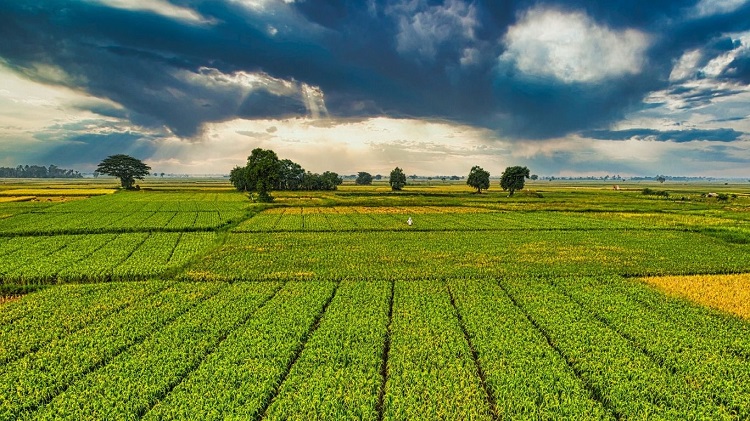 Fertilizante feito de resíduos pode reduzir dependência externa do Brasil