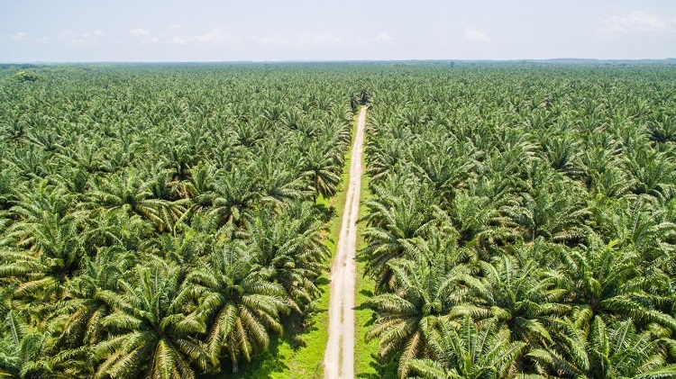 Palma ganha espaço no biodiesel, mas SAF ainda é desafio