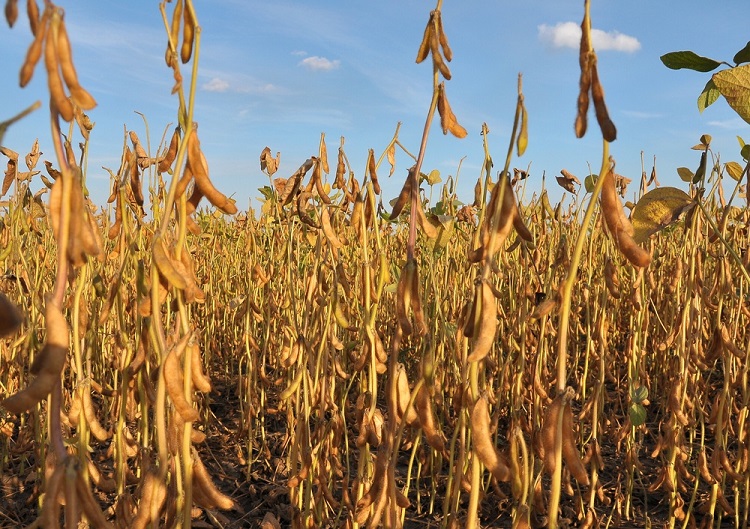 Biodiesel pode triplicar valor da soja e impulsionar interior do Brasil