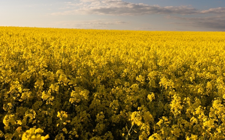 Canola avança no RS e ganha força com demanda por biocombustíveis
